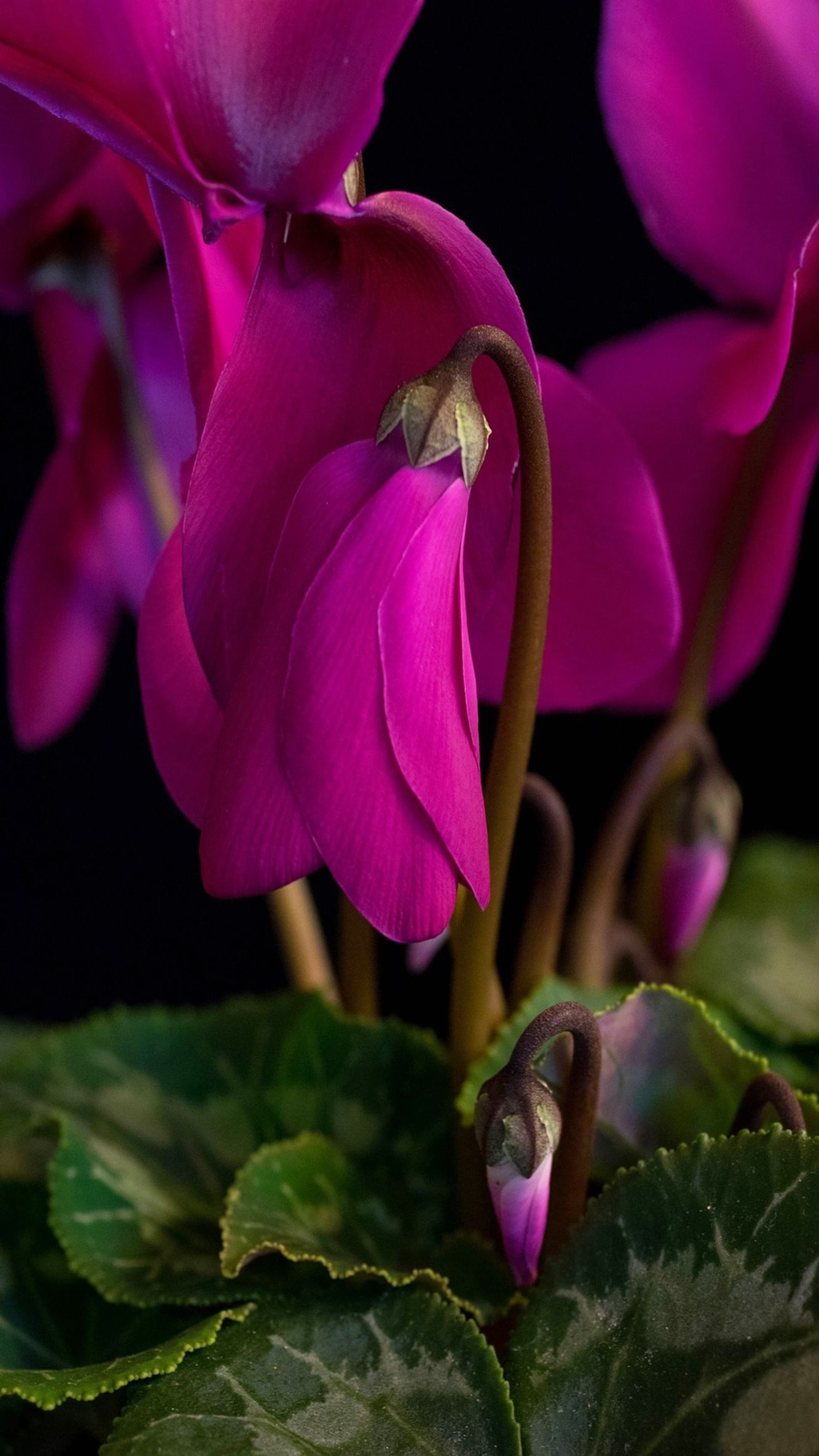 flowers, purple wallpaper