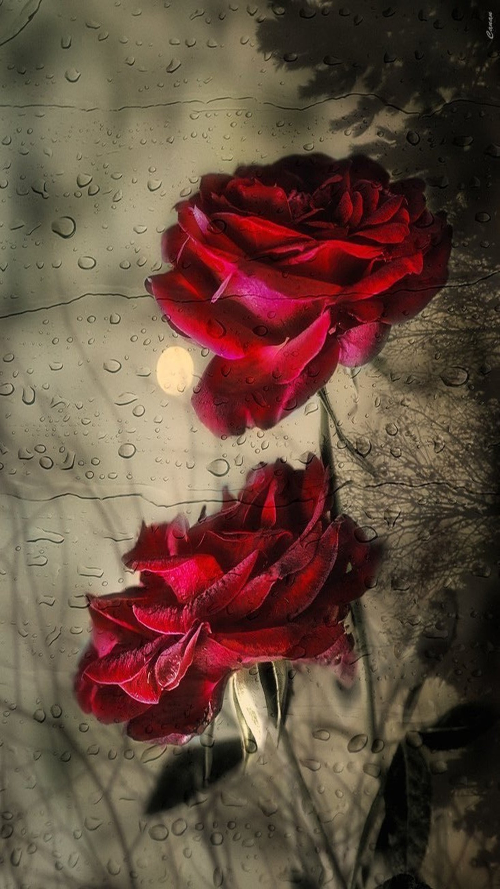 There are two red roses that are sitting in the rain (nature, red rose)