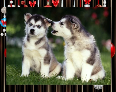 Two Playful Huskies in a Festive Setting