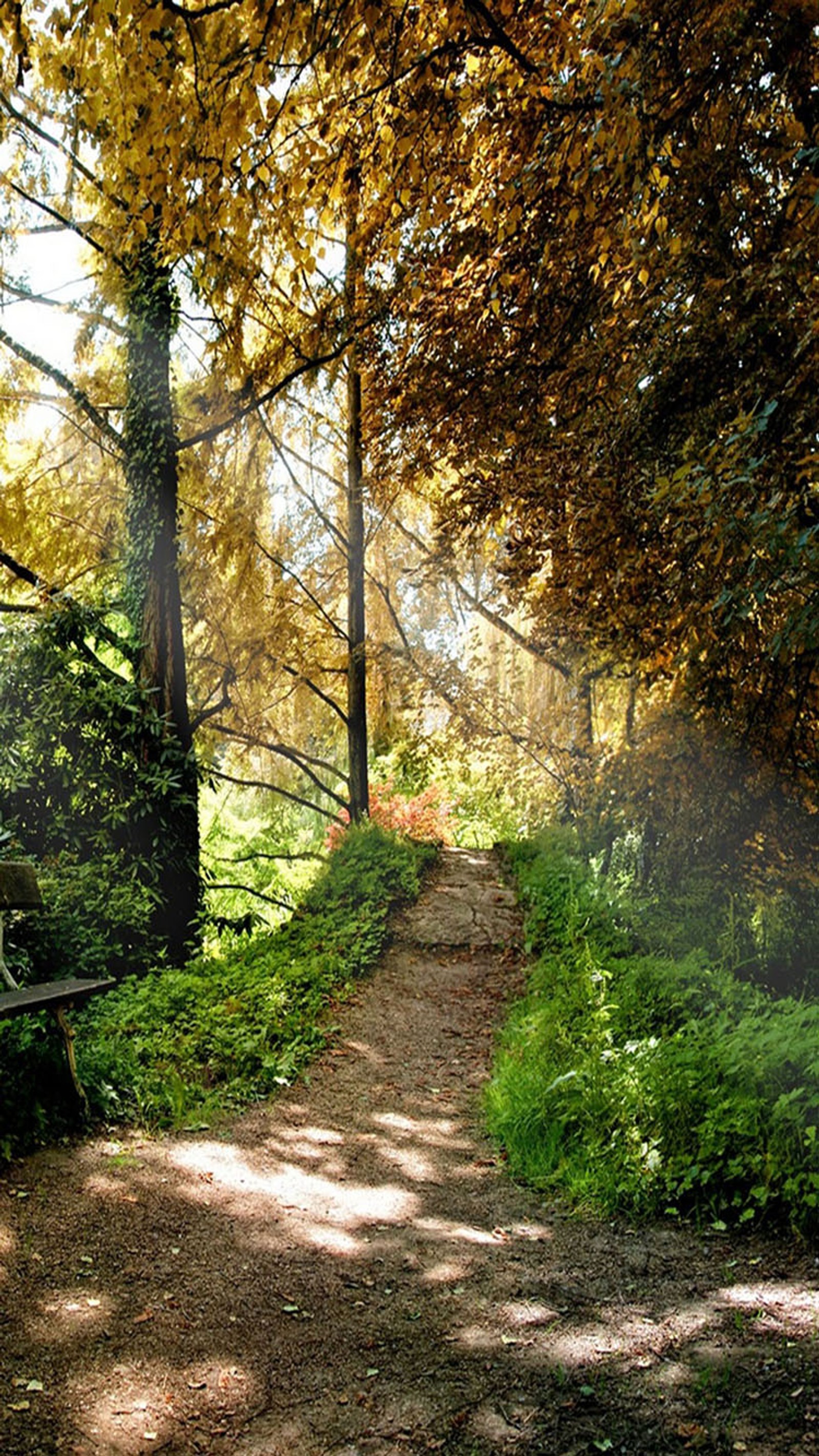 There is a bench sitting on a path in the woods (walk, way)