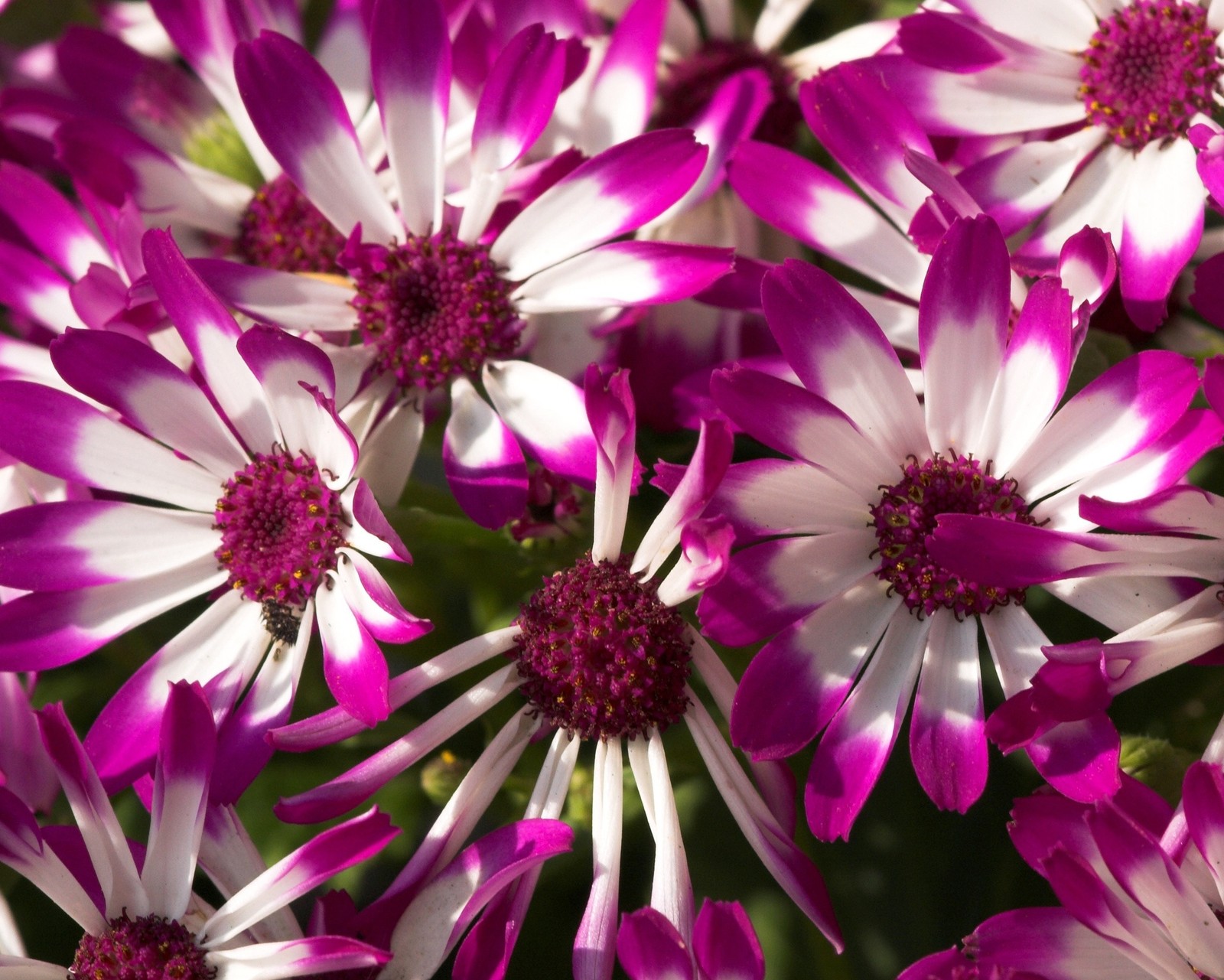 Fleurs violettes et blanches avec une tige verte au milieu (fleurs, violet)