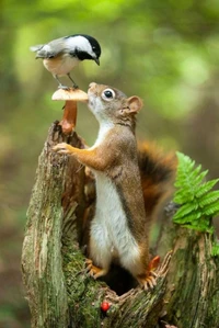 Curious Squirrel and Chickadee Share a Moment