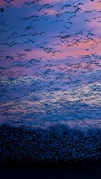 A mesmerizing flock of birds flying against a vibrant twilight sky.