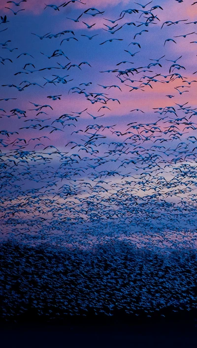 Un groupe de oiseaux fascinant volant contre un ciel crépusculaire vibrant.