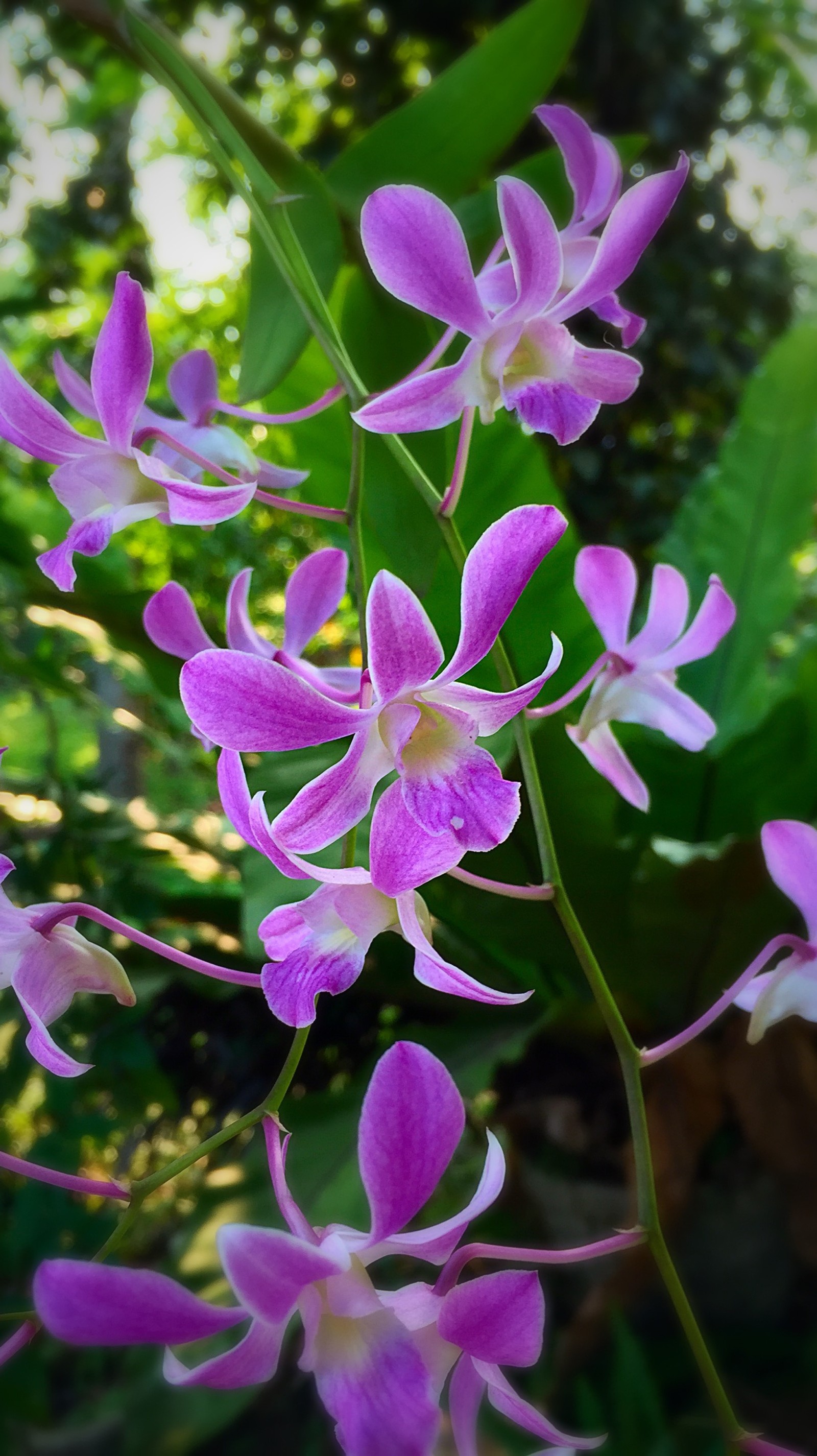 Lila blumen mit weißen zentren und grünen blättern in einem garten (blume, sri lanka)