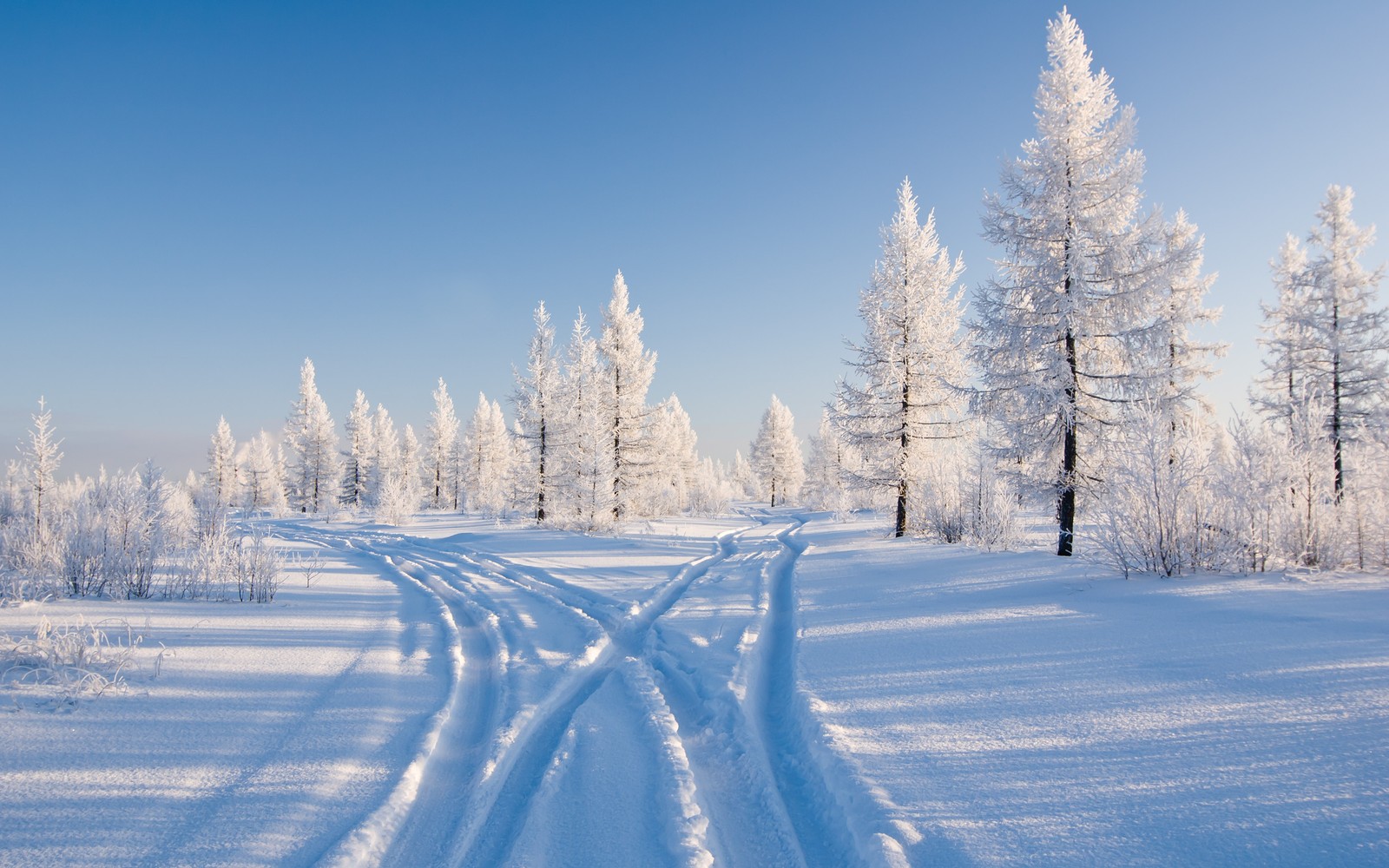 snow, winter, tree, freezing, frost wallpaper