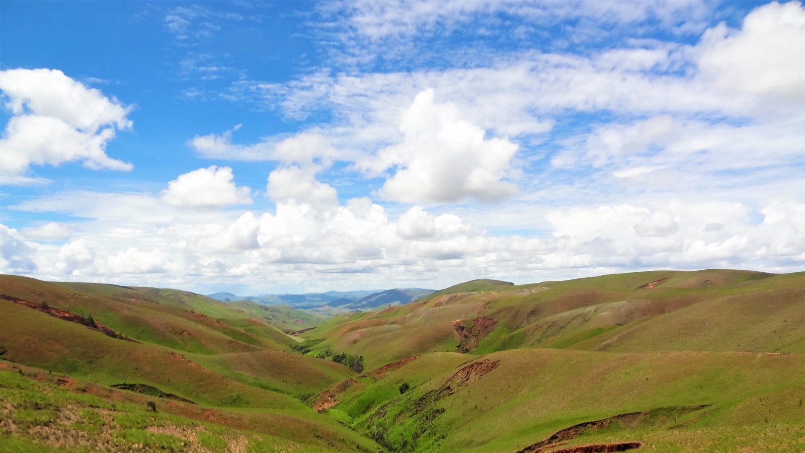 Araffes in a grassy field with a blue sky and clouds (bliss, highland, grassland, hill, plain)