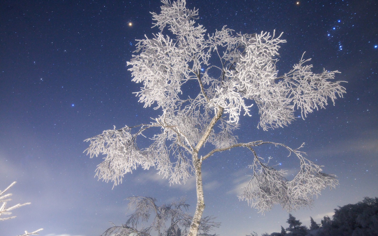 landscape, frost, winter, tree, freezing wallpaper