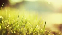 Dew-kissed Grasses Glowing in Morning Light