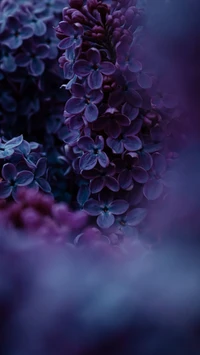 Vibrant Lilac Blossoms in Shades of Purple