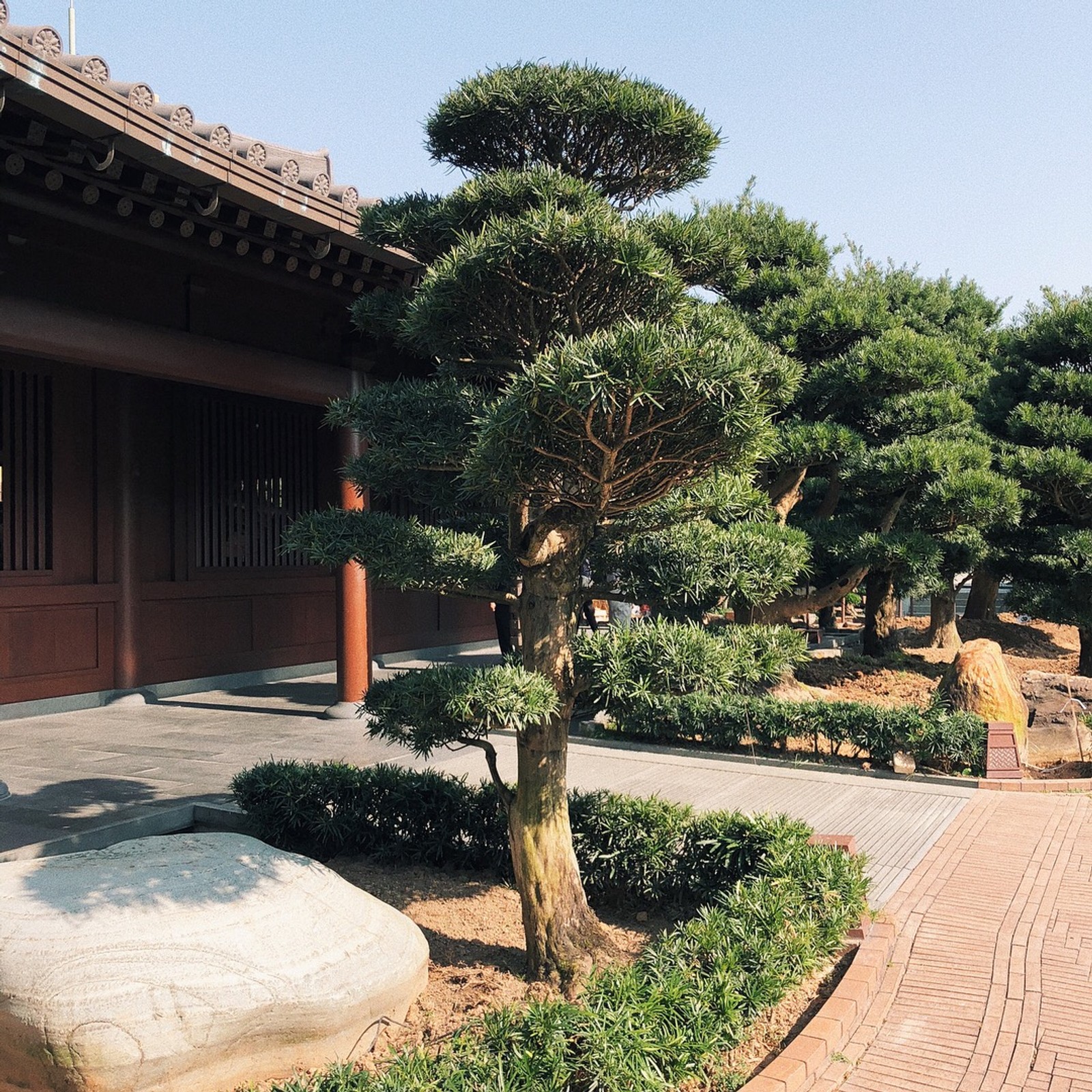 В центре сада стоит маленькое дерево (гонконг, hong kong, бонсай, кустарник, сад)