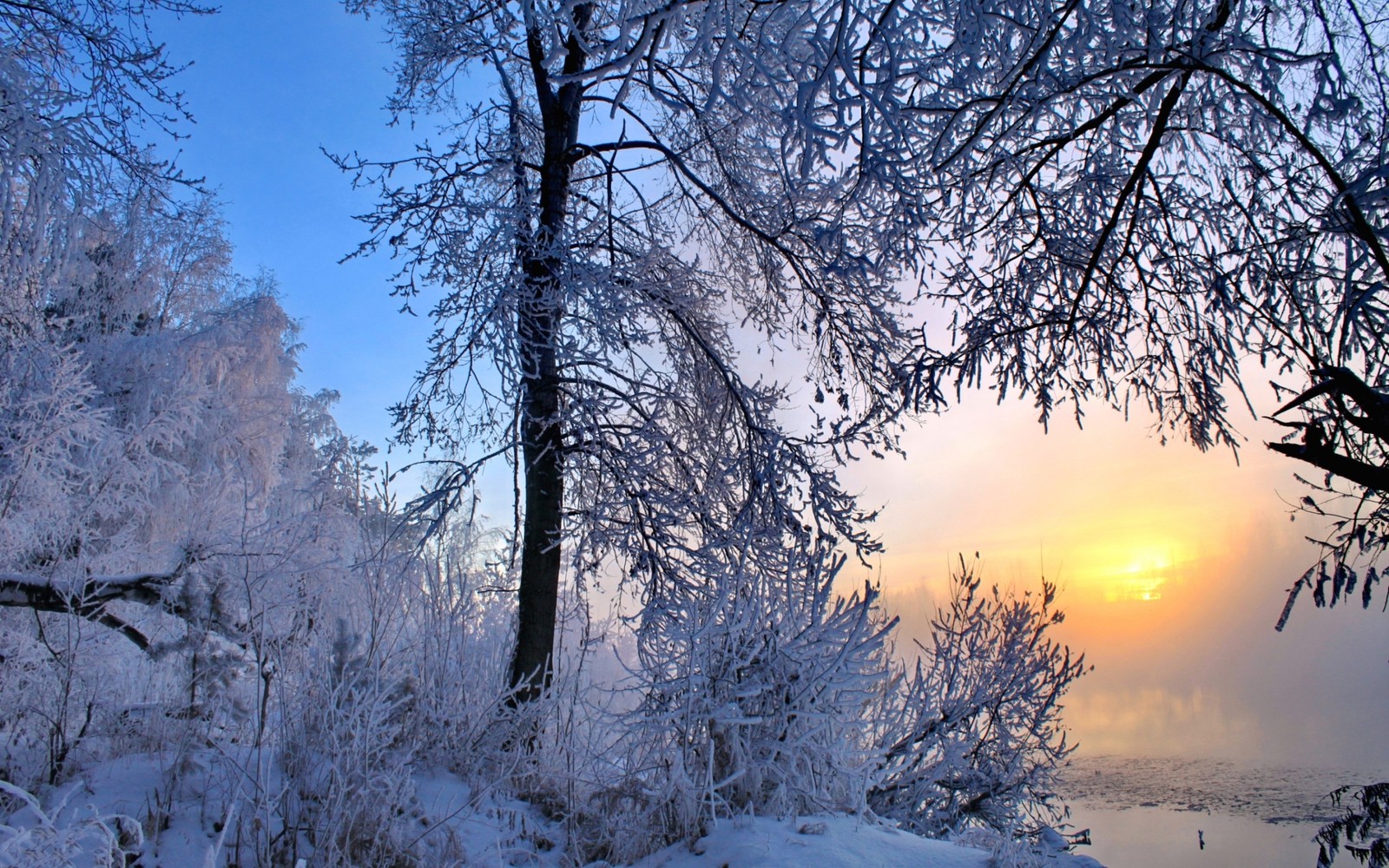 morning, winter, snow, tree, nature wallpaper