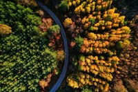 Luftaufnahme eines Waldwegs, der sich durch lebendige Herbstbäume schlängelt und die Schönheit des Herbstlaubs zeigt.