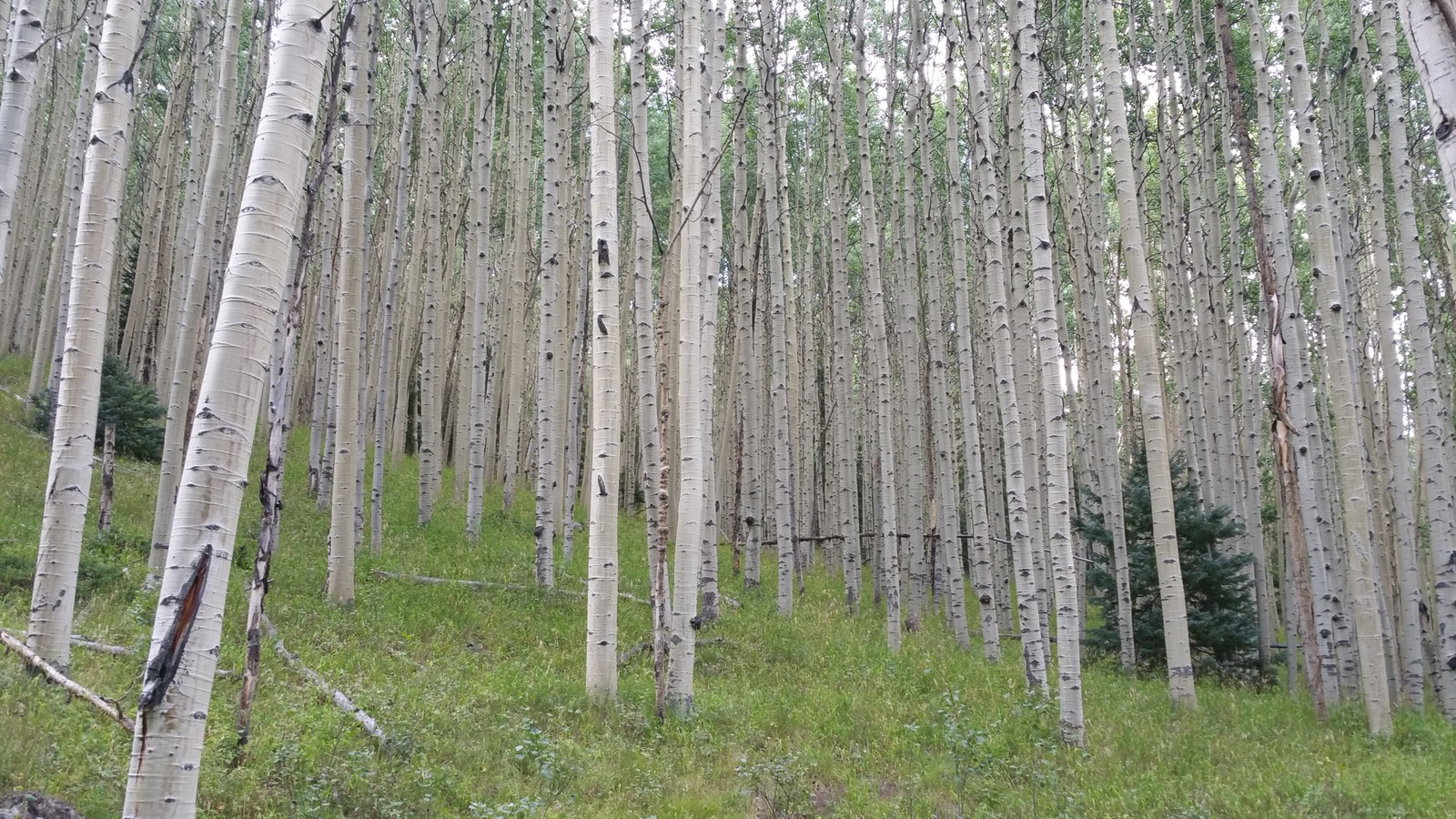 Il y a beaucoup d'arbres debout dans l'herbe (tremble, arbre, forêt, boisé, bouleau)