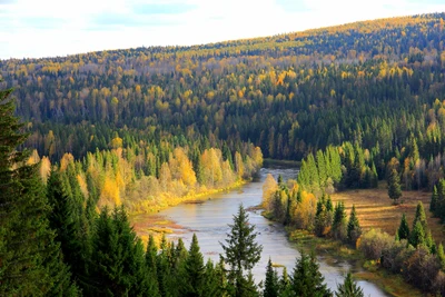 Paysage forestier serein avec une rivière sinueuse