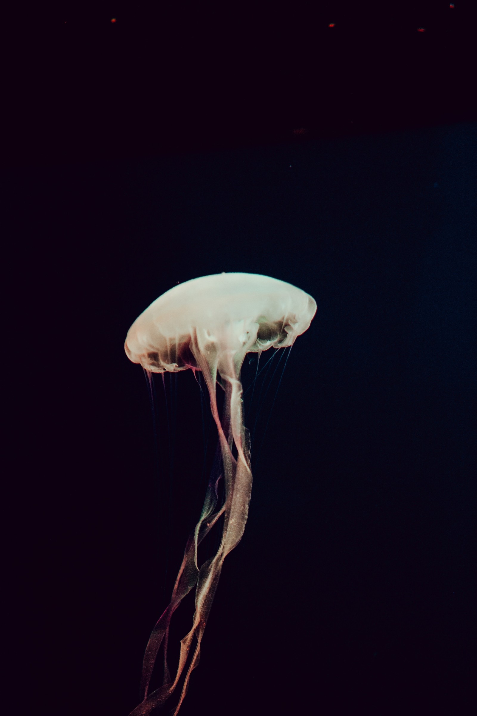 Des méduses flottant dans l'eau sombre sur fond noir (biologie marine, ciel, cnidaires, obscurité, bolete)