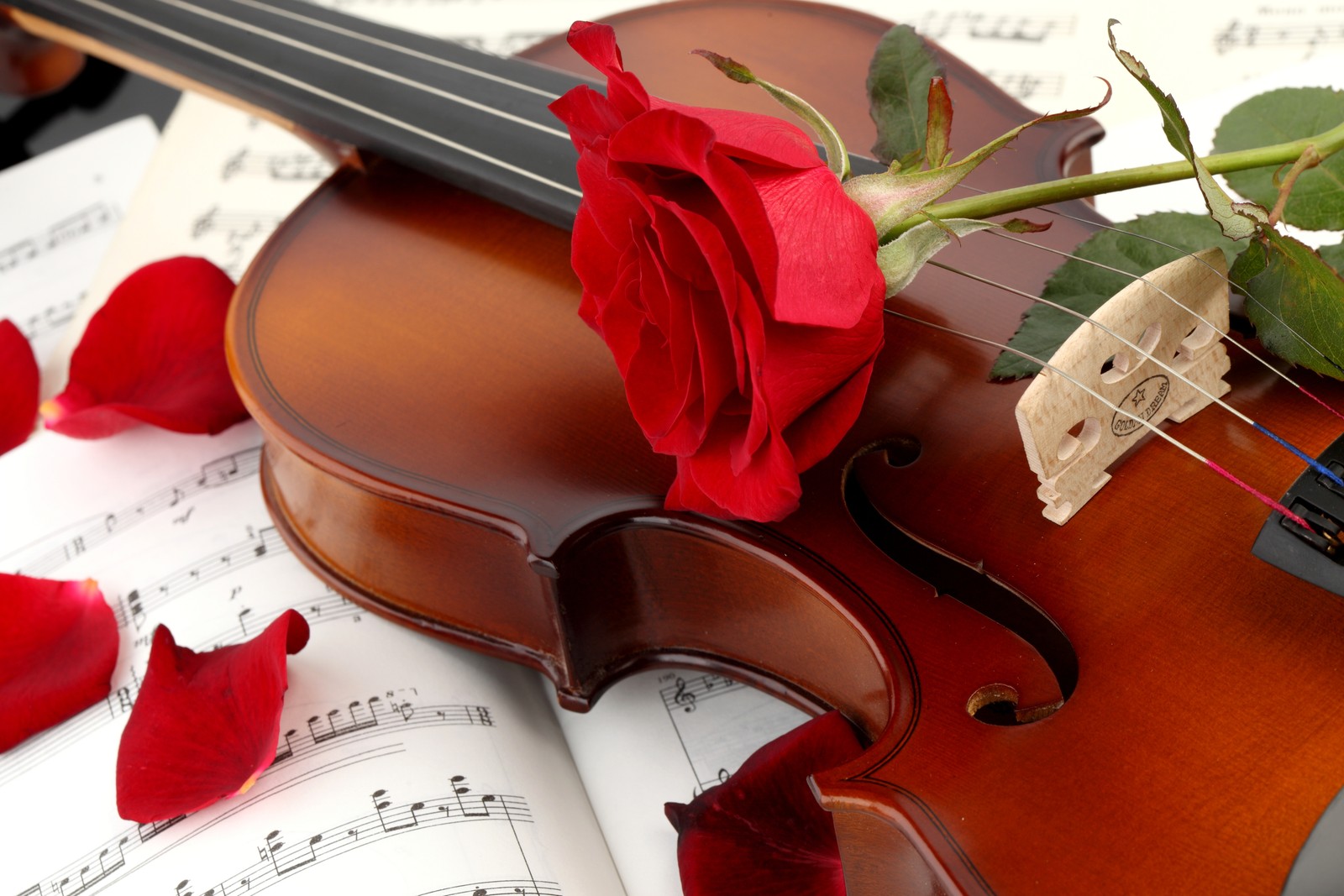 Arafed violin with a rose on top of it and music sheets (violin, cello, string instrument, musical instrument, bowed string instrument)