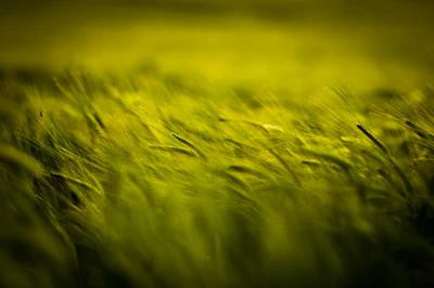 naturaleza, campo, verde, pasto, familia de hierbas