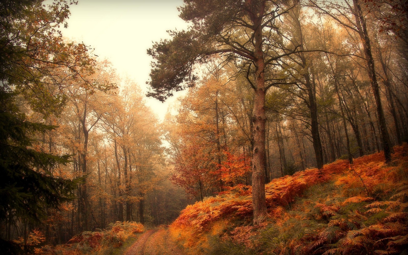 Arbres et buissons dans une forêt avec un chemin au milieu (nature, forêt, boisé, film, écosystème)