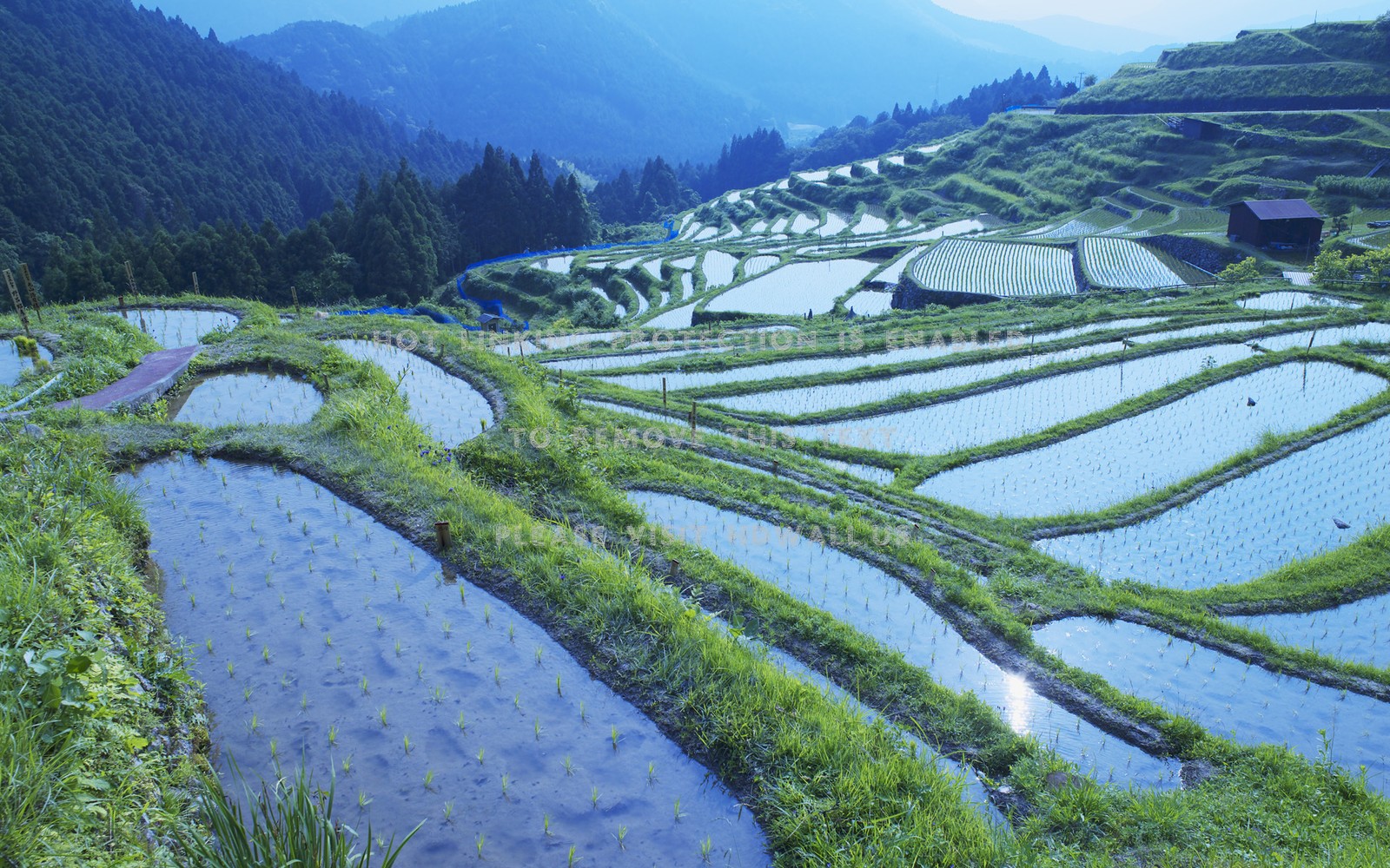 Uma vista de um campo de arroz com uma montanha ao fundo (campo de arroz, campo, terraço, terras altas, paisagem)