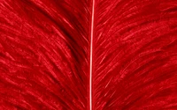 leaf, red, plant, orchestra, petal wallpaper