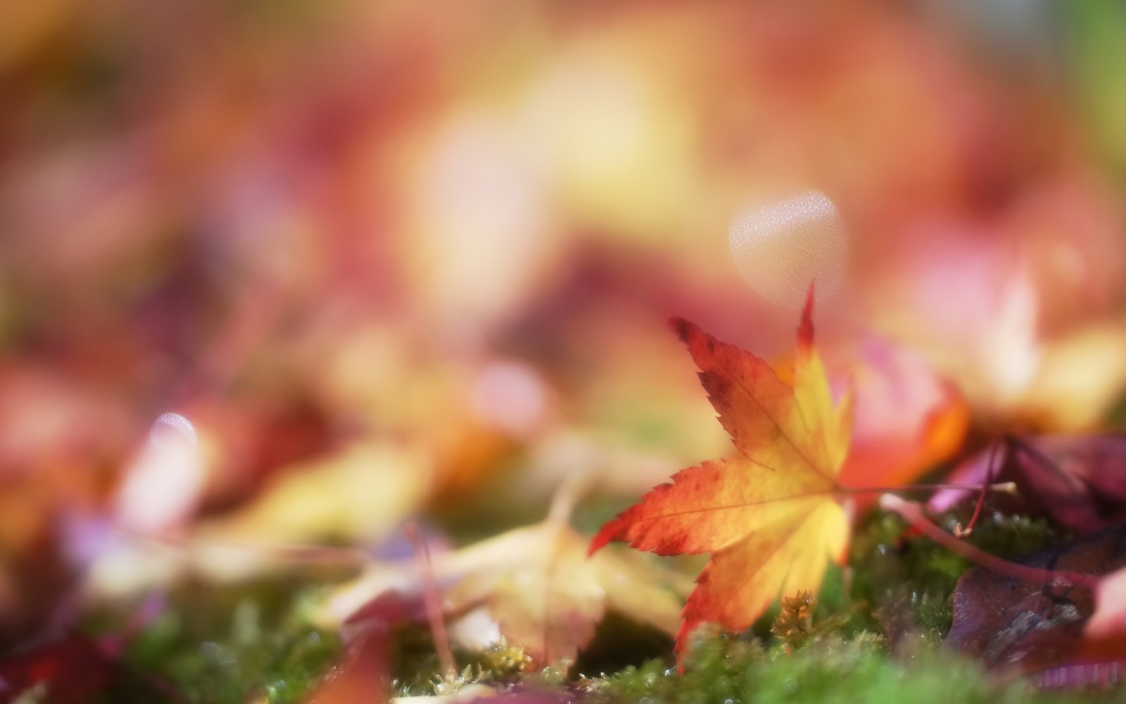 Un primer plano de una hoja sobre una superfície musgosa (naturaleza, caducifolio, árbol, hoja de arce, otoño)