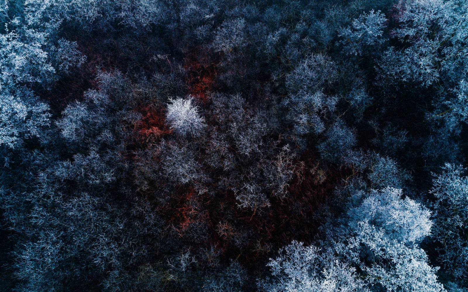 Une vue d'une forêt avec beaucoup d'arbres recouverts de neige (forêt dhiver, vue aérienne, couvert de neige, photo par drone, arbres)