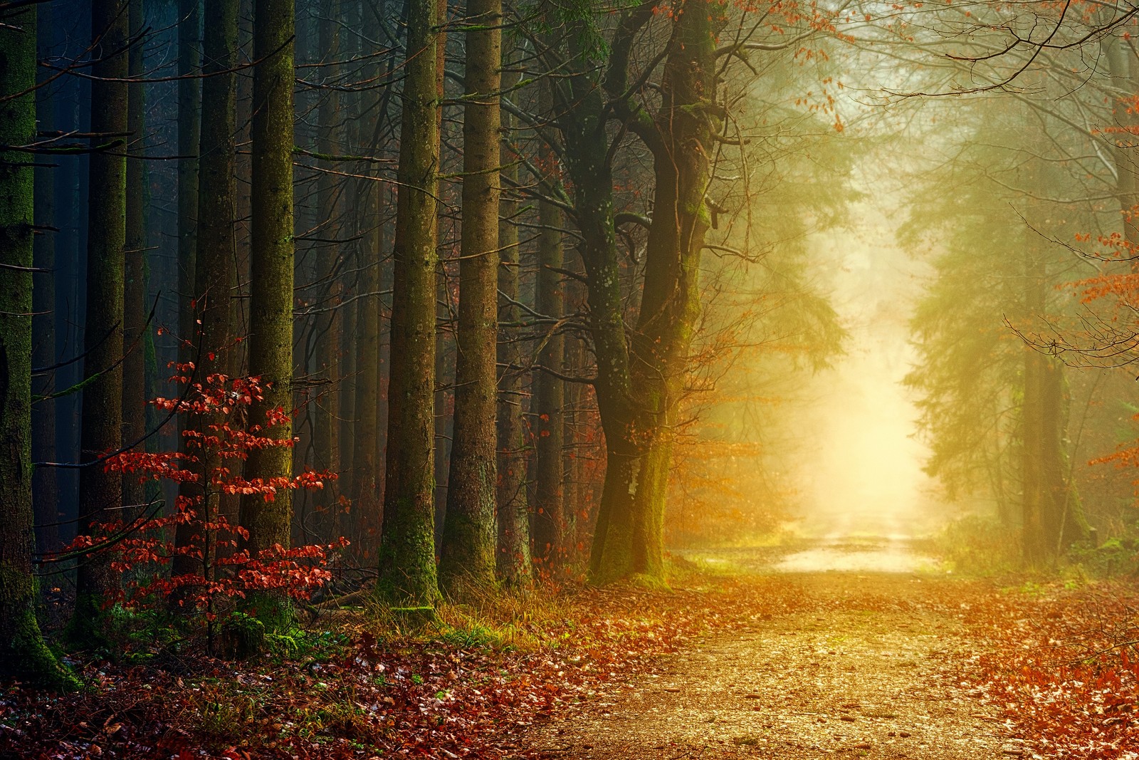 Un chemin dans les bois avec de la lumière passant à travers les arbres (automne, forêt, route en terre, feuillage, lumière)