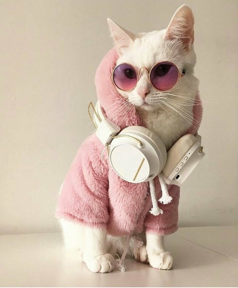 Araffe wearing a pink coat and headphones and a pair of sunglasses (cat, kitten)