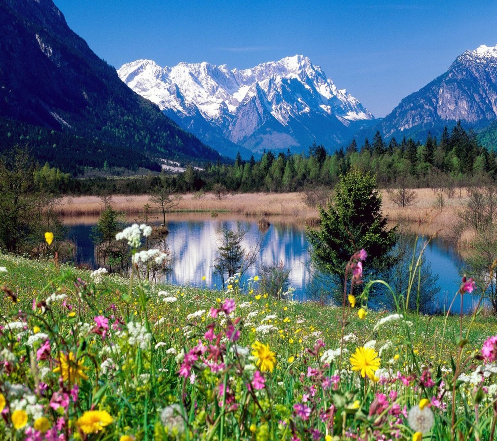 A view of a mountain range with a lake and wildflowers (cool view, cute flowers, flowers, lake, nature)