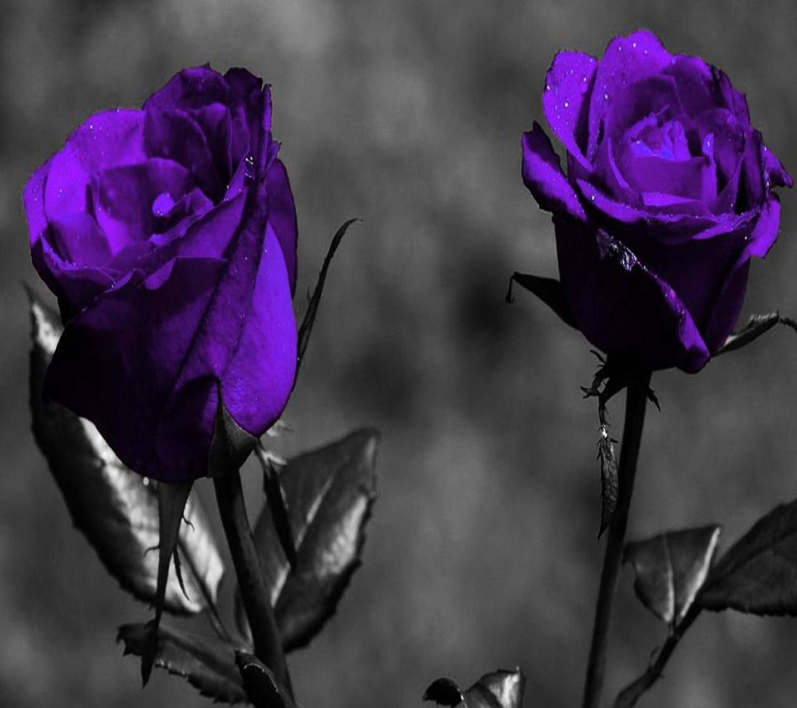 Purple roses are in a black and white photo with a purple background (purple, rose)