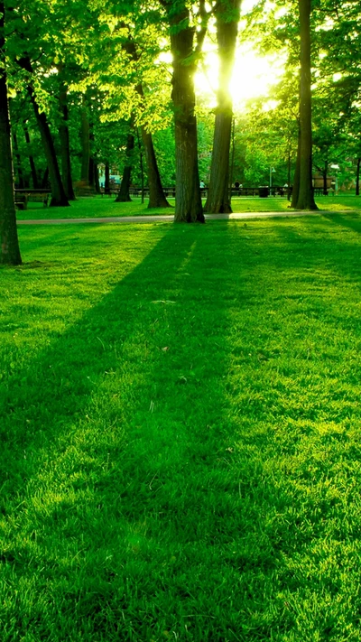 La lumière dorée du soleil filtre à travers des arbres verts luxuriants, projetant de longues ombres sur une pelouse vibrante.