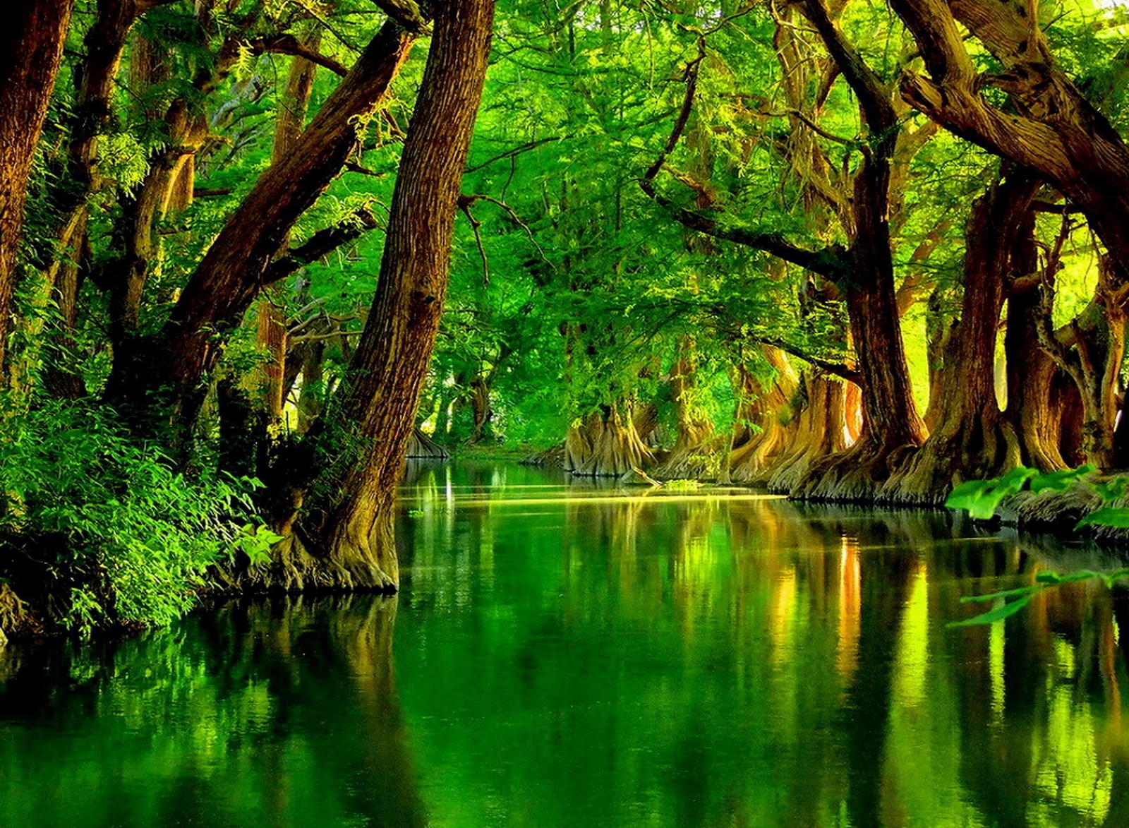 A green river surrounded by trees and green grass (beautiful, green nature river trees)