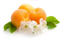 fruit, flower, flowering plant, tangerine, citrus wallpaper