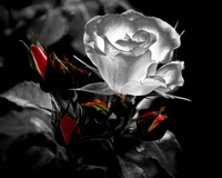 Élégance monochrome : une rose blanche parmi des boutons rouges