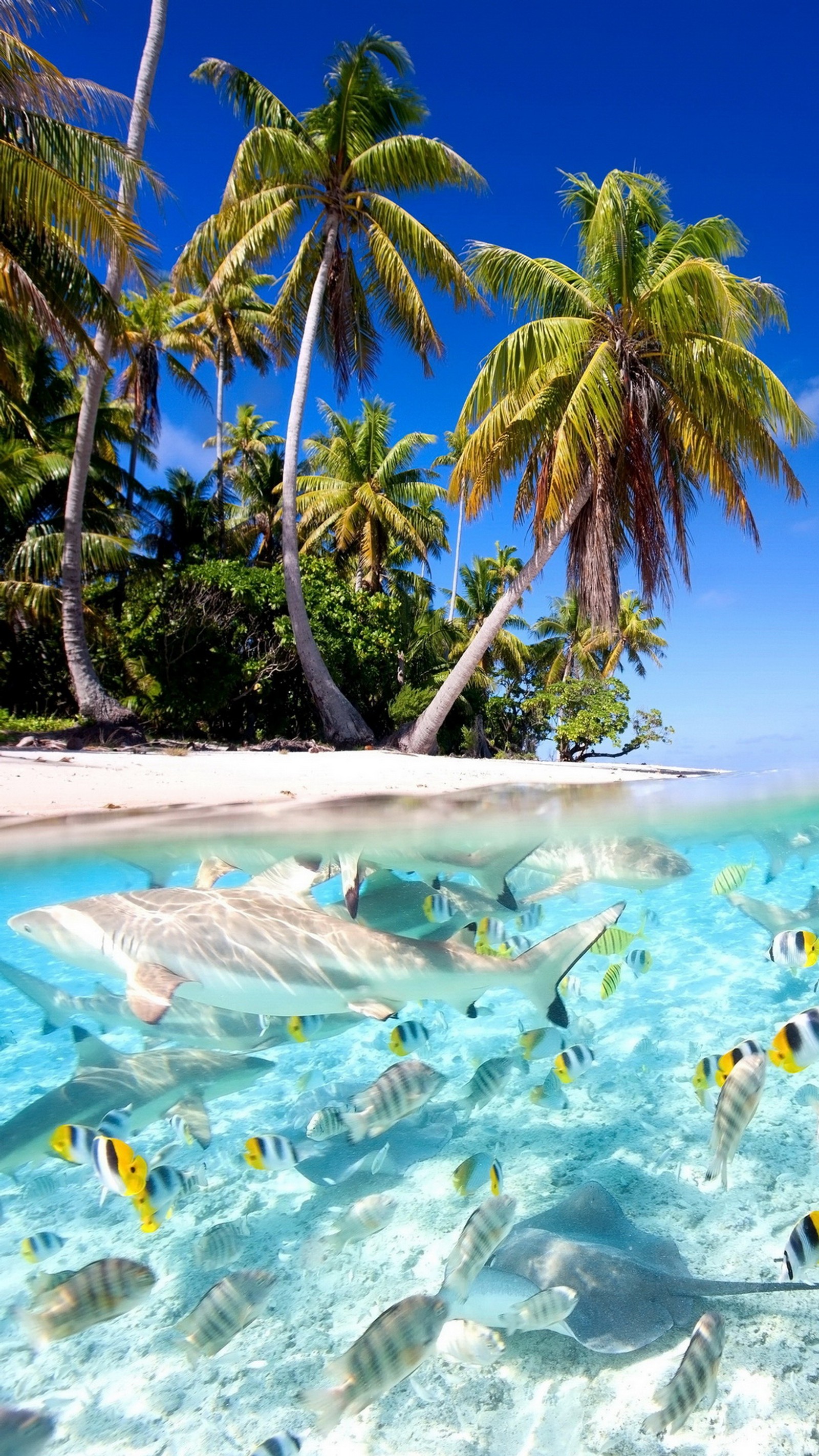 Hay muchos peces nadando en el agua clara cerca de la playa (pez, isla, océano, palmas, tropical)