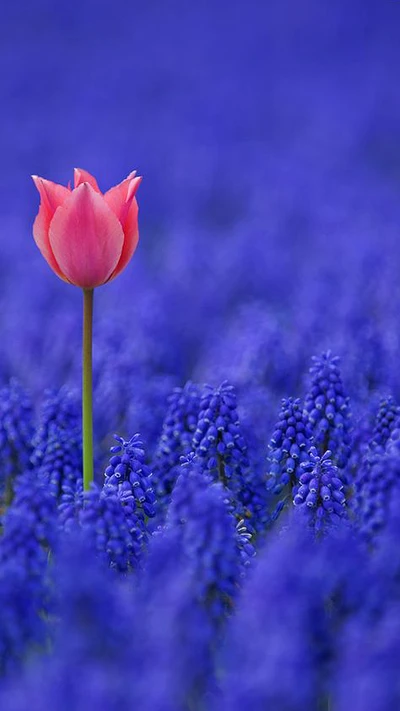 Tulipa rosa vibrante em meio a um mar de flores azuis