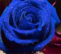 blau, rose