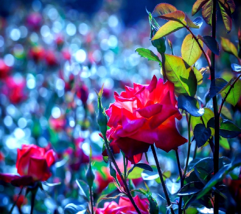 Viele rote rosen in einem feld von grünen blättern (rose)