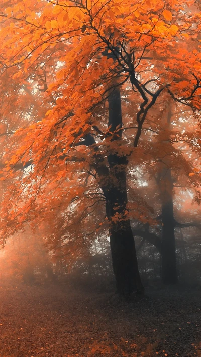 Forêt d'automne brumeuse avec des feuilles orange vives