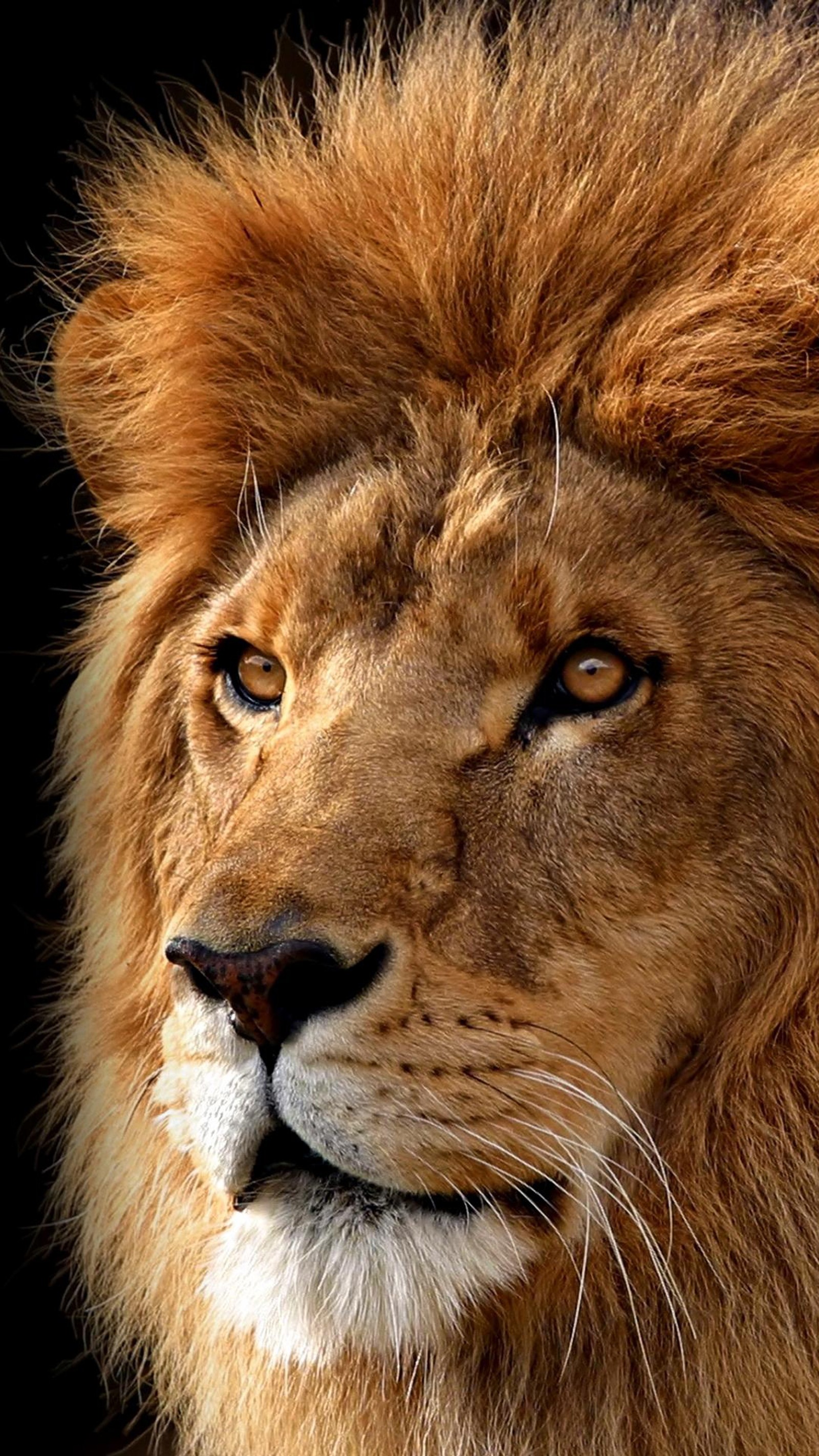 Image floue d'un lion avec une crinière sur fond noir (animaux, chat)