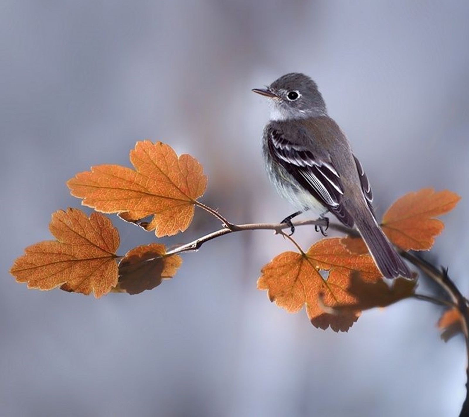 Un oiseau perché sur une branche avec des feuilles en arrière-plan (oiseau, solitaire)