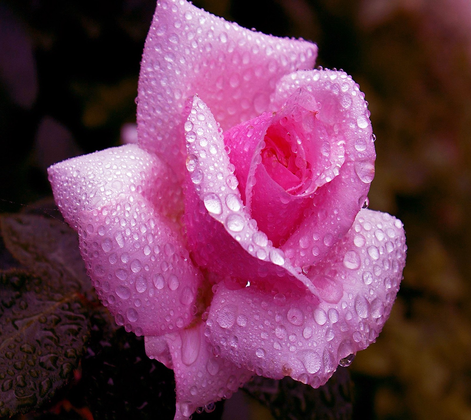 pink, rose Download Wallpaper