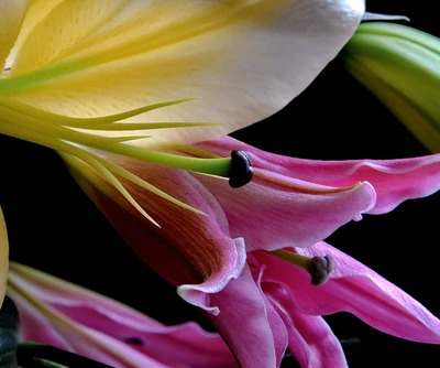 Lirios rosas elegantes en floración de primavera