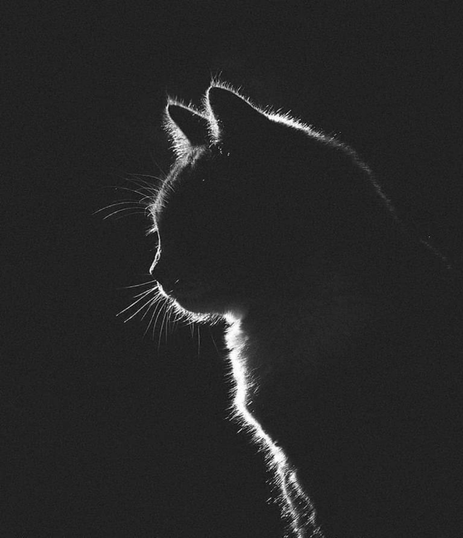 Fotografía en blanco y negro de un gato en la oscuridad (cat, ciervo, ragnar, salem, cola)