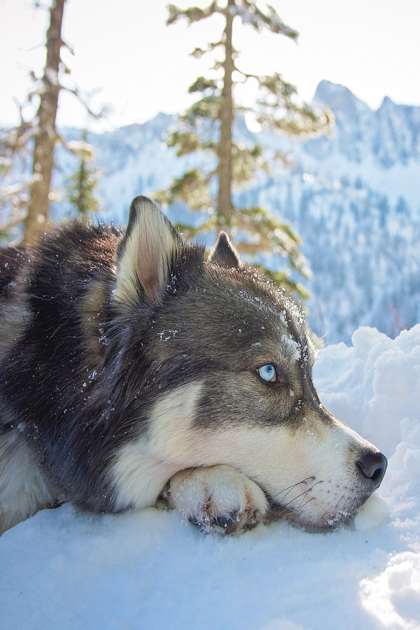 Hay un perro que está acostado en la nieve (taza, lindo, perro, perros, husky)