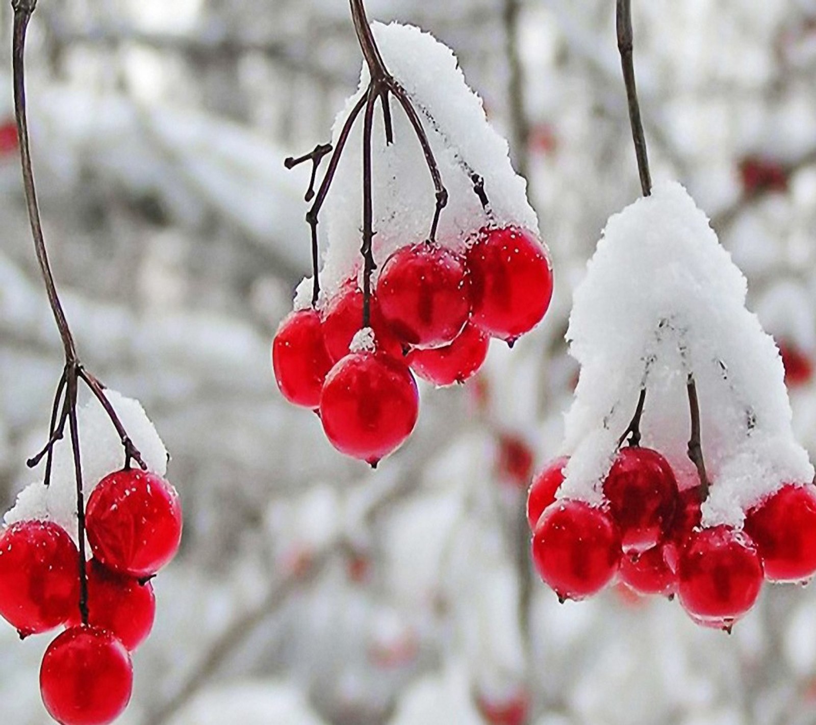 Descargar fondo de pantalla primero, nieve