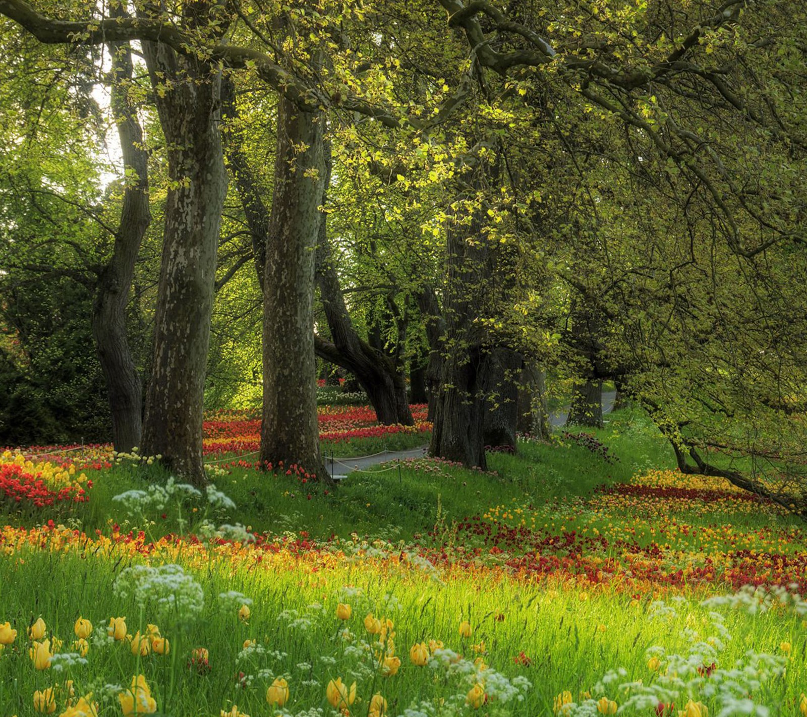 flowers, green Download Wallpaper