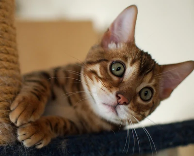 Chaton bengal joueur avec des yeux verts frappants