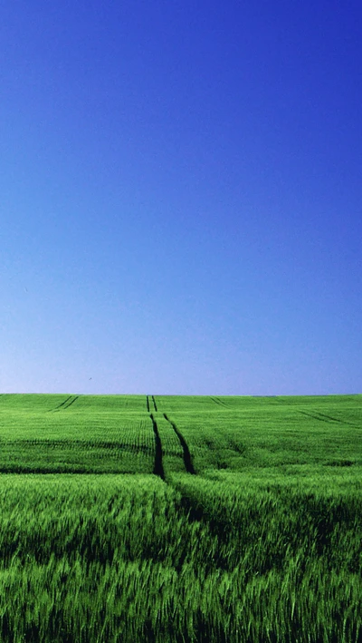 Champs verts vibrants sous un ciel bleu clair